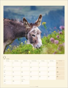 Esel Kalender 2026
