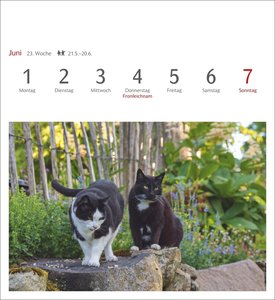 Katzen Postkartenkalender 2026