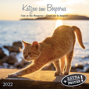 Katzen am Bosporus 2022