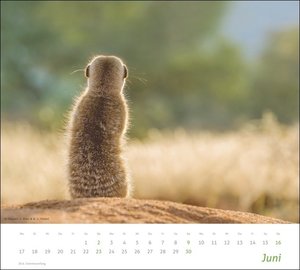 Erdmännchen Bildkalender 2024. Die süßen neugierigen Tiere toll abgelichtet in einem Wandkalendert. Hochwertiger Fotokalender für Tierfreunde.