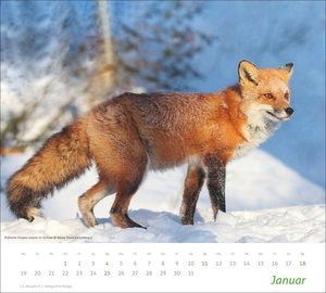 times&more Heimische Tiere Bildkalender 2026
