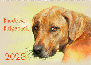 Rhodesian Ridgeback 2023 (Wandkalender 2023 DIN A2 quer)