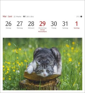 Katzen Postkartenkalender 2025