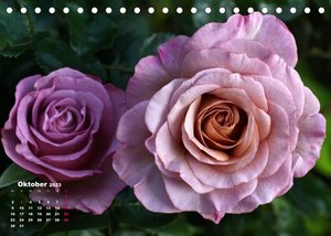 Zauberhafter Rosenreigen (Tischkalender 2023 DIN A5 quer)
