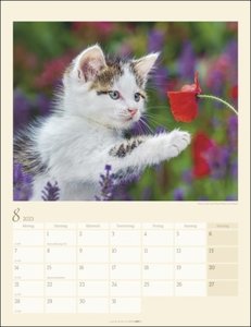 Katzen auf dem Lande Kalender 2023