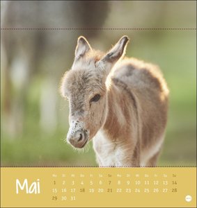 Esel Postkartenkalender 2023