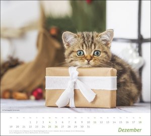 times&more Katzen Bildkalender 2022