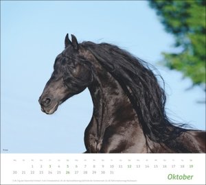 times&more Pferde Bildkalender 2025
