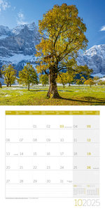 Bäume Kalender 2025 - 30x30