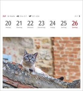 Katzen Postkartenkalender 2026