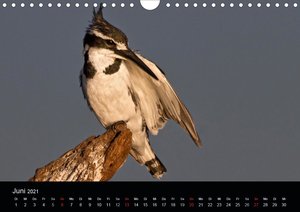 Botswanas Vogelwelt (Wandkalender 2021 DIN A4 quer)