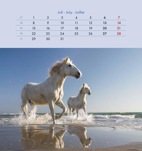 Pferde 2024 - Postkartenkalender 16x17 cm - Horses - zum Aufstellen oder Aufhängen - Monatskalendarium - Gadget - Mitbringsel - Alpha Edition