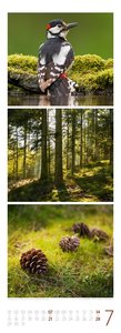 Waldleben - Ein Spaziergang durch heimische Wälder Triplet-Kalender 2024