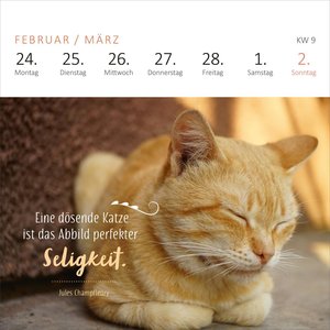 Mini-Wochenkalender Katzenweisheiten 2025