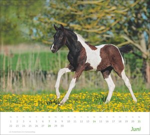 times&more Pferde Bildkalender 2026