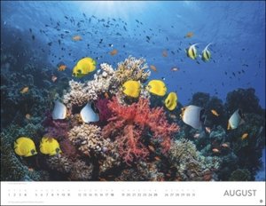 Unterwasser Posterkalender 2024. Spektakulärer Foto-Kalender im Posterformat. Die faszinierende Unterwasserwelt in Bildern für einen dekorativen großen Kalender.
