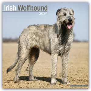 Irish Wolfhound - Irischer Wolfshund 2024 - 16-Monatskalender