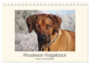 Rhodesian Ridgeback Power aus Südafrika (Tischkalender 2024 DIN A5 quer), CALVENDO Monatskalender