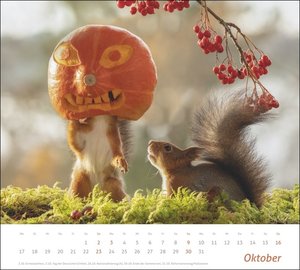 times&more Eichhörnchen Bildkalender 2022