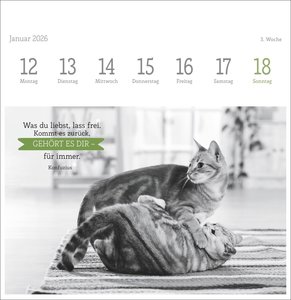 Katzen Weisheiten Premium-Postkartenkalender 2026