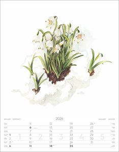Alpenblumen-Aquarelle Kalender 2026