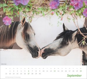 times&more Pferde Bildkalender 2026