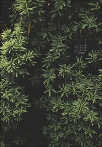 Mareike Böhmer: pure & simple Kalender 2023. Die Fotos der bekannten Designerin in einem minimalistisch-schönen großen Wandkalender. Posterkalender mit Pflanzen-Motiven