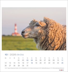 Extra Schaf Postkartenkalender 2026