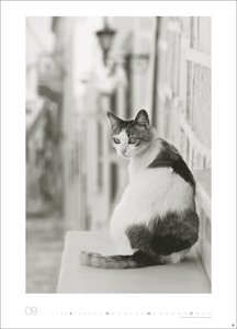 Cats Edition Kalender 2026