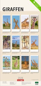 Giraffen Kalender 2026