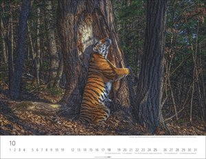 Tiger 2026