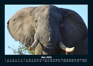 Elefanten Kalender 2022 Fotokalender DIN A4