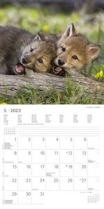 Beste Freunde 2023 - Broschürenkalender 30x30 cm (30x60 geöffnet) - Kalender mit Platz für Notizen - Best Friends - Bildkalender - Wandkalender