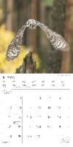 Eulen 2023 - Broschürenkalender 30x30 cm (30x60 geöffnet) - Kalender mit Platz für Notizen - Owls - Bildkalender - Wandplaner - Eulenkalender