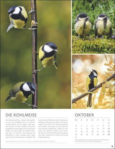 Vögel in unseren Gärten Posterkalender 2022