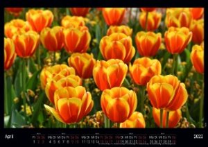 Tulpen - Die Farbe macht die Blume 2022 - Black Edition - Timokrates Kalender, Wandkalender, Bildkalender - DIN A4 (ca. 30 x 21 cm)