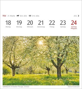 Bäume Postkartenkalender 2026
