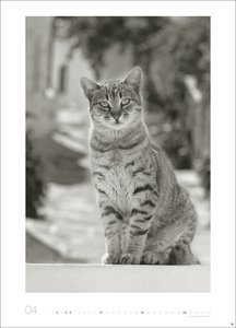 Cats Edition Kalender 2026