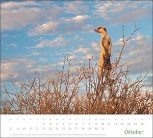 times&more Erdmännchen Bildkalender 2022