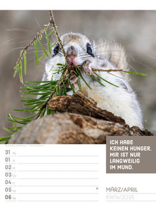 Tierisch! Sprüchekalender - Wochenplaner Kalender 2025