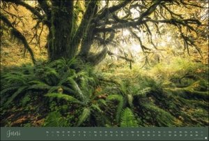 Zauberwälder Edition Kalender 2024. Wandkalender XL mit Fotos verwunschener Wälder und Lichtungen. Kalender-Großformat mit hochwertigen und geheimnisvollen Fotos.