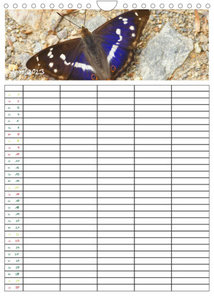 Schmetterlinge: Filigrane Flieger / Familienkalender (Wandkalender 2023 DIN A4 hoch)
