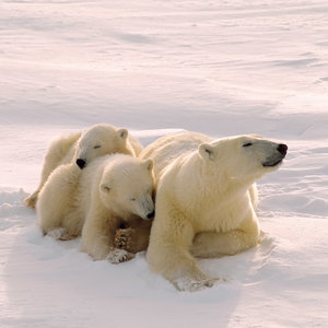 Polar Bears/Eisbärchen 2022