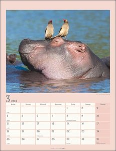 Der kleine Nilpferde-Kalender 2024. Praktischer Wand-Kalender mit fröhlichen Nilpferd-Fotos zum Staunen und Schmunzeln. Foto-Wandplaner mit Platz für Termine 2024.