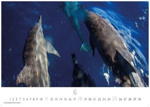 Wale und Delfine 2023 L 35x50cm