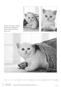 Der große poetische Katzenkalender 2025 - Bildkalender A3 (29,7x42 cm) - mit schönen Zitaten - schwarz-weiß - Tierkalender - Wandplaner - Wandkalender