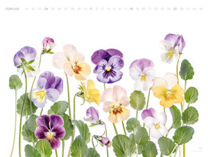 Flowers - Mandy Disher - Kalender 2024