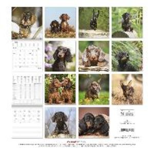 Dackel 2023 - Broschürenkalender 30x30 cm (30x60 geöffnet) - Kalender mit Platz für Notizen - Dachshund - Bildkalender - Wandplaner - Dackelkalender