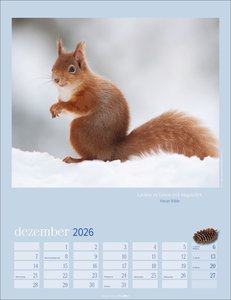 Eichhörnchen Kalender 2026