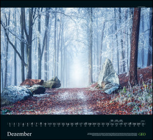 GEO Kalender: Sehnsucht Wald 2023 - Wand-Kalender - Natur-Kalender - 60x55
